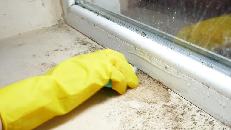 Why You Should Choose Our Mold Remediation Services in Anahola, HI